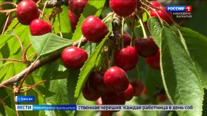 В садах КБР начался сбор урожая черешни