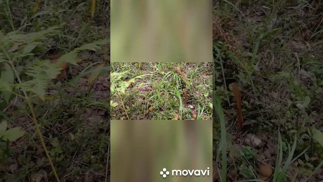 примета присутсвия грибов