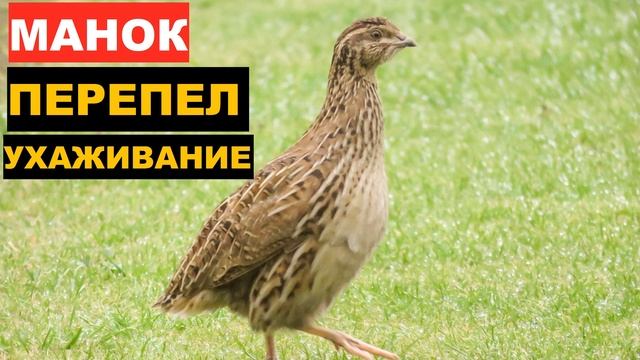 ?ГОЛОС (МАНОК) ПЕРЕПЕЛ УХАЖИВАНИЕ смотреть онлайн