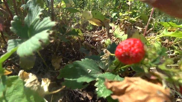 Земляника - это уже не клубника, потому что плоды маленькие, но вкусные летом 2021 года