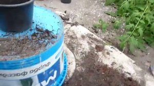 Розмарин пересадка и уход. Саженцы розмарина.