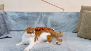 Корма которые не стоит покупать - роял канин, пурина про план и хиллс