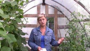 ПОЧЕМУ ПОНОСЯТ ЦЫПЛЯТА БРОЙЛЕРЫ, ЧТО ДЕЛАТЬ И ЧЕМ ЛЕЧИТЬ