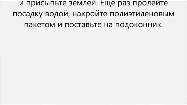 Как выращивать каллы