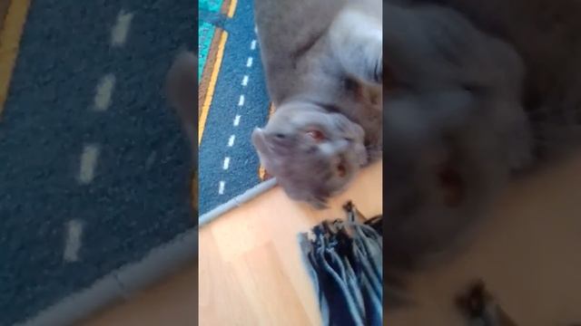 Зачем кошачий корм если есть хозяин смотреть онлайн