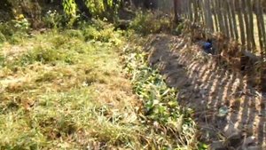 компостная грядка для тыквы.