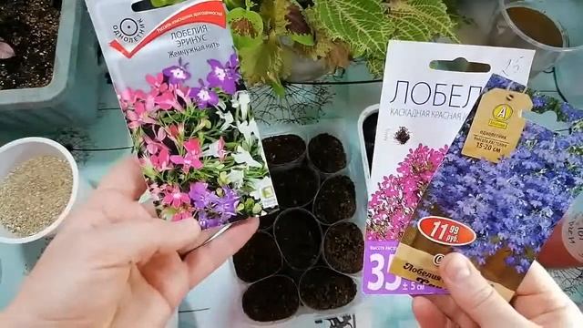 СЕЕМ КАЛИБРАХОА  И ЛОБЕЛИЮ.