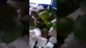 Водный гиацинт на подоконнике .