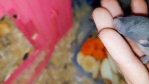 Наши малыши растут, 12 дней от рождения! Домашние крысы Кузя и Дуся.