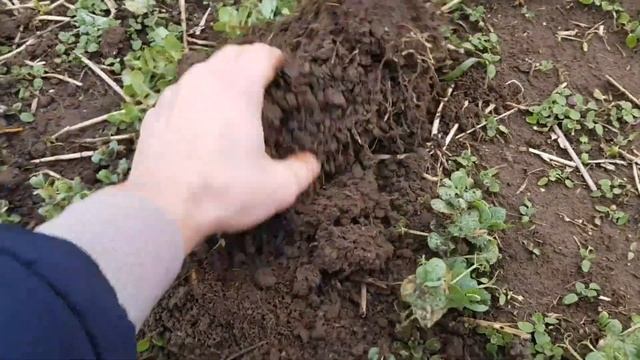 Зимующий горох. Проверяем зимостойкость