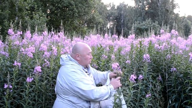 Сбор Иван чая, когда и зачем кипрей узколистый, заготвка иван чая самостоятельно. Простой метод смотреть онлайн