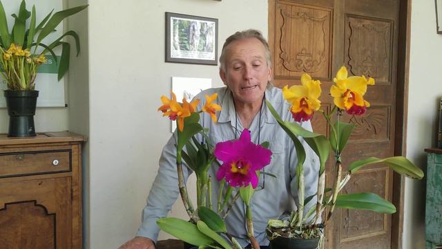 Taller virtual de cultivo de orquídeas Cattleya - Alma del bosque смотреть онлайн