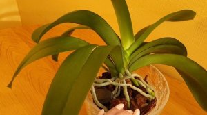 Уход за орхидеями || Восстановить тургор орхидеи за неделю