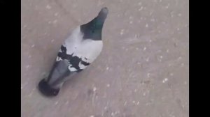 Голубь бежит и курлыкает 1 час