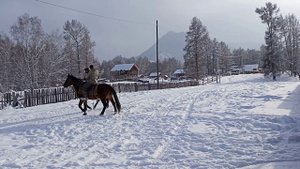 Как обучают молодых коней 2.