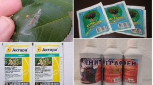ОПРЫСКИВАНИЕ РОЗ ВЕСНОЙ || График обработок роз с весны до осени! #ОПРЫСКИВАНИЕ #РОЗ #ВЕСНОЙ