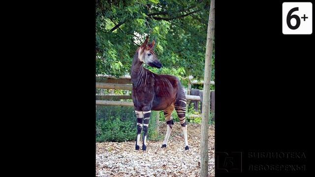Удивительные соседи. Окапи смотреть онлайн