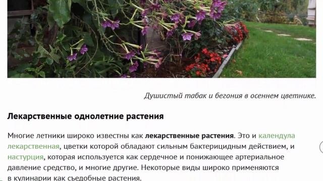 Красивоцветущие растения агератум, петуния, сальвия, бегония, лаватера, настурция
