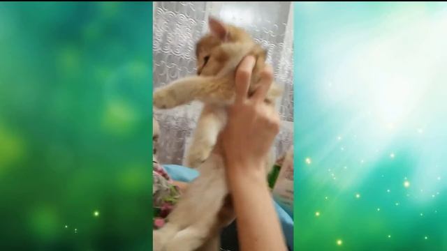 Котёнок жужжит как пчела!!!) ПРИКОЛЫ С ЖИВОТНЫМИ/Смешные коты/Котята/Британский кот/Золотая шиншилл
