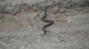 сибирская черная гадюка