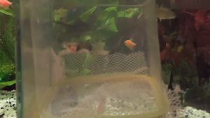 Подготовка и роды ГУППИ! Первый опыт!!!