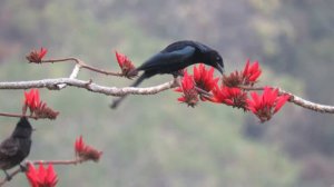 Black Drongo quenching it's thirst...