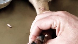 mangoworm 2023, mangoworms removal in poor puppy legs