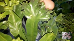 КОМНАТНЫЕ ЦВЕТЫ.ПАПОРОТНИКИ.