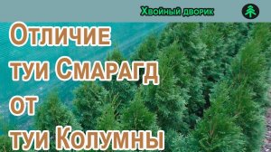 Чем отличается туя Смарагд от туи Колумны.