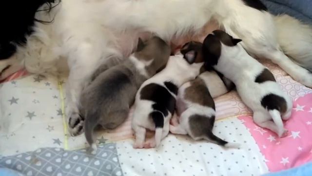 Сладкие пирожочки