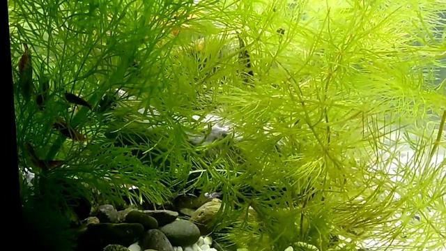 Рыбки гуппи, сомики, криветки ...👍 смотреть онлайн