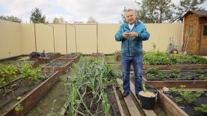 Секрет хранения лука-порея зимой. Как убрать и хранить лук-порей.