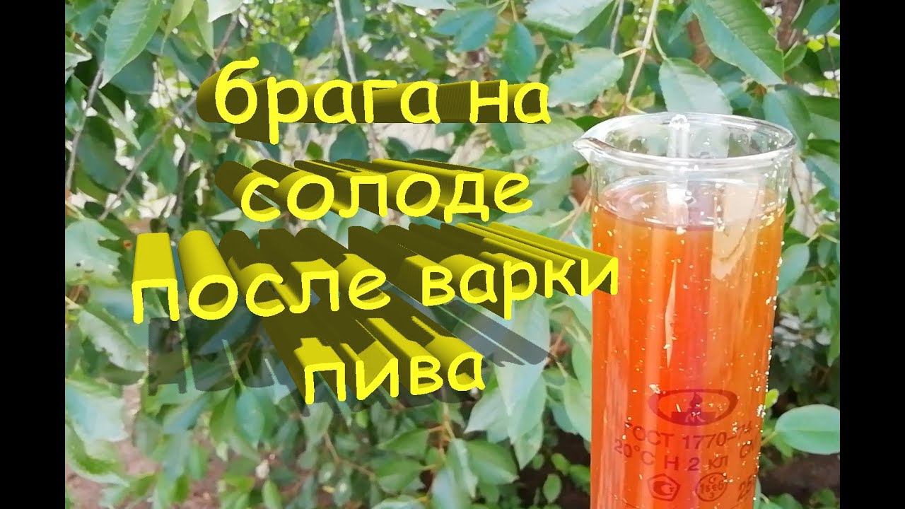 Брага на солоде после варки двух сортов пива. Бельгийский эль и темное пиво.