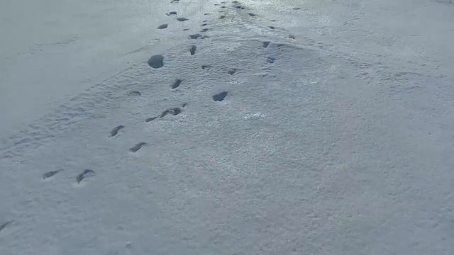 В погоне за рыбой в снежной красоте. 08. 03. 2023. смотреть онлайн