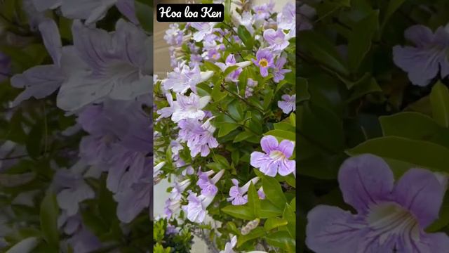 #short Hoa Loa Ken Tim | purple trumpet flowers смотреть онлайн