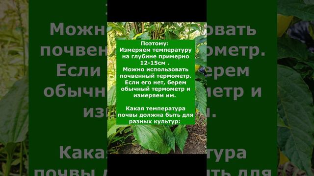 При какой температуре Сеять, Высаживать ,морковь укроп и другие культуры.