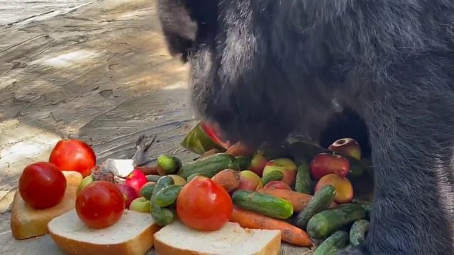 Самый маленький медведь Ростовского зоопарка 🍉🍎🍇🥝🍑завтракает! #ростовскийзоопарк смотреть онлайн