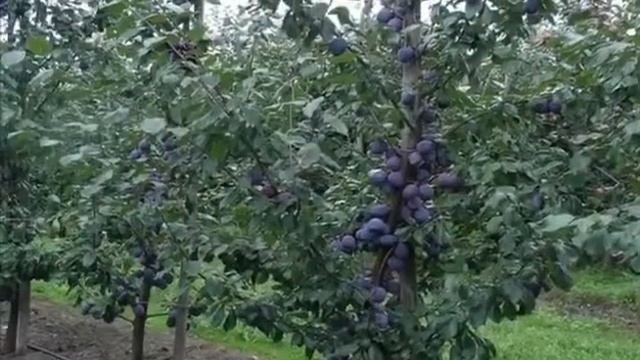 Ну , здравствуй дед! смотреть онлайн