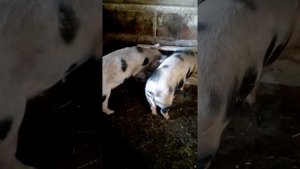 Инбридинг.Растут ли свиньи.Результаты родственного спаривания.Привесы зашкаливают.