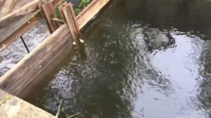 Карпята в рыбоуловителе