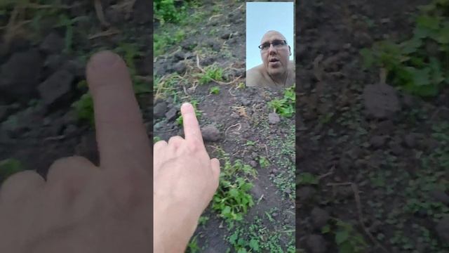 сидераты осенью. заборонил мотоблоком агат смотреть онлайн