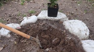 Как высадить тую осенью и укрыть на зиму?