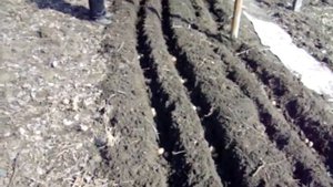 Борозды после прохода моим электро культиватором -3