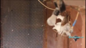 Чебаркульские голуби Сергея Ломова