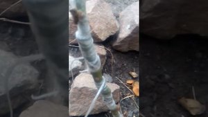 прививка розы на поросль шиповника