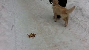 Отучивание собаки подбирать с земли 2