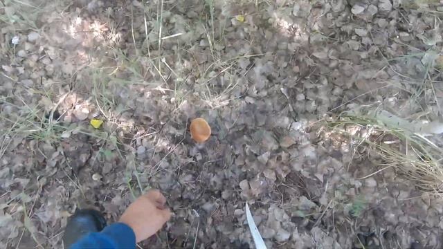 СКАЗОЧНЫЙ ЛЕС! смотреть онлайн