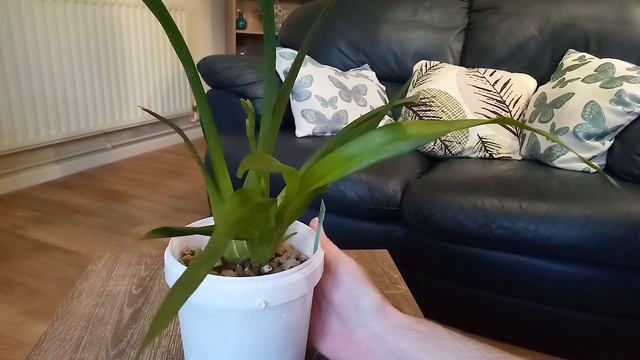 carecollab on Miltonia sunset , смотреть онлайн