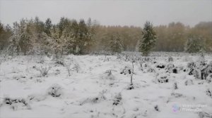 Охота на зайца с русскими гончими по первому снегу. 1 октября 2022 год.