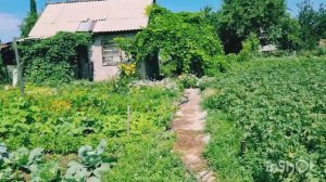 Попали под ЖУТКИЙ ЛИВЕНЬ ☔️/НА ДАЧЕ🥒/ЗАГОТОВКА ЧЕРНОЙ СМОРОДИНЫ/БРАЗИЛЬСКИЕ НОЖИ.